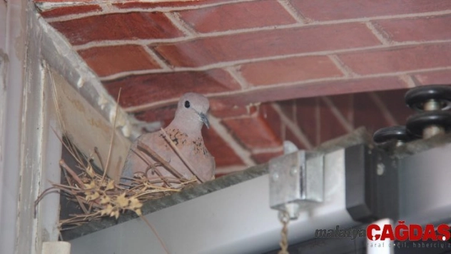 Bingöl'de dönercinin davetsiz misafiri Kumru
