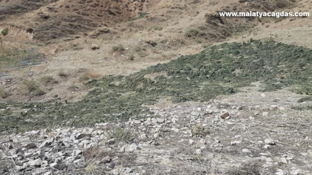 Bingöl'de kırsalda kurumaya bırakılmış 289 kilo kubar esrar ele geçirildi