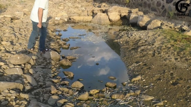 Bingöl'de kuraklık balıkları da vurdu, yüzlercesi telef oldu