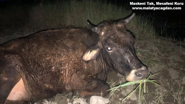 Bingöl'de nehir yatağında çamura saplanan inek kurtarıldı