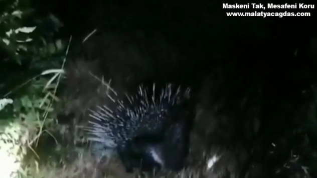 Bingöl'de nesli tükenme tehlikesinde olan 'Oklu Kirpi' görüntülendi