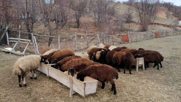 Bingöl'de üreticilere 3 milyon lira destek verildi