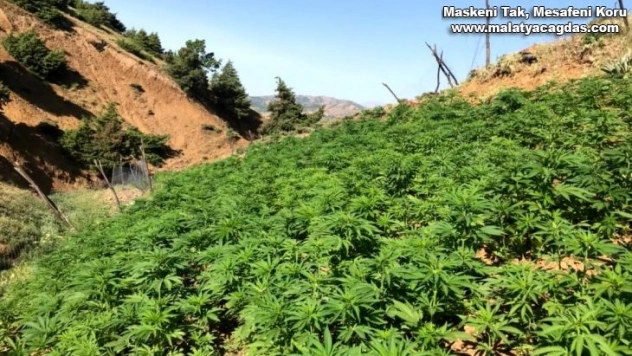 Bingöl'de uyuşturucuya darbe: 110 bin kök kenevir ve 19 kilo esrar ele geçirildi