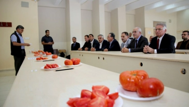 Bingöl'de Guldar Domatesi için coğrafi işaret adımı