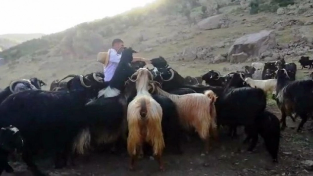 Bingöllü çobana Malatya dan rakip