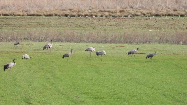 Binlerce göçmen kuş Gölbaşı'nda konakladı