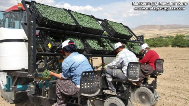 Bir çok ülkeye satılan kurutmalık domatesin fideleri toprakla buluştu