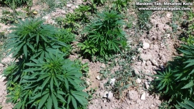 Bir evin bahçesinde 505 kök Hint keneviri ele geçirildi