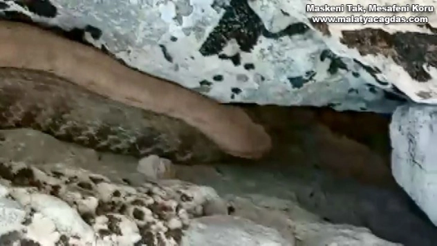 Bir tarafta zehirli yılanla konuşanlar, bir tarafta yılanı taşlayanlar