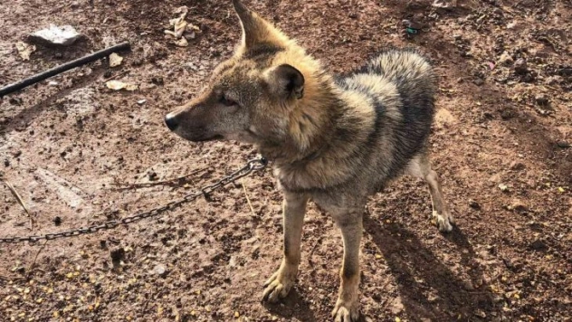 Bitkin halde bulunan kurt yavrusu yetkililere teslim edildi