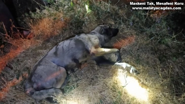 Boğulmak üzere olan köpek son anda kurtarıldı