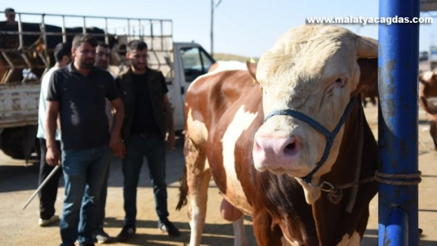 Bölgenin en büyük hayvan pazarında hareketlilik devam ediyor