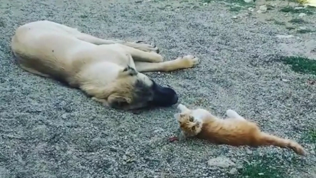 Boncuk ile Karabaş'ın iç ısıtan dostluğu!