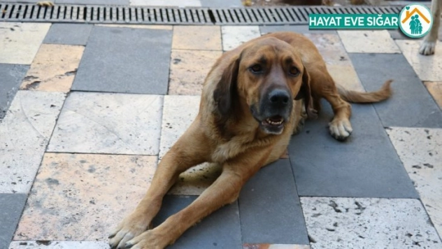 Boş sokaklar köpeklere kaldı