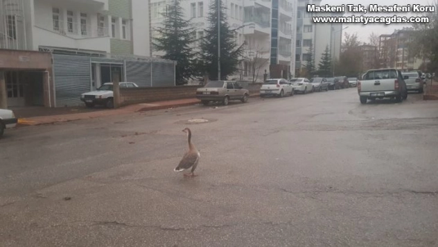 Boş sokakta kaz gezintiye çıktı