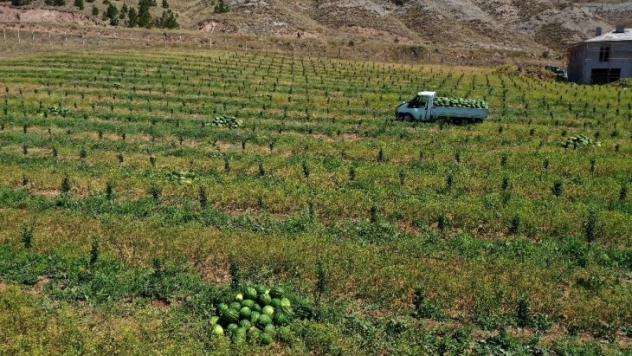 Bozkırda karpuz hasadı