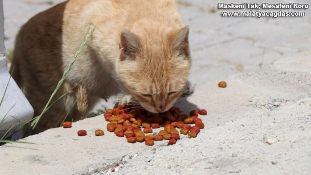 Bozova'da sokak hayvanları unutulmadı