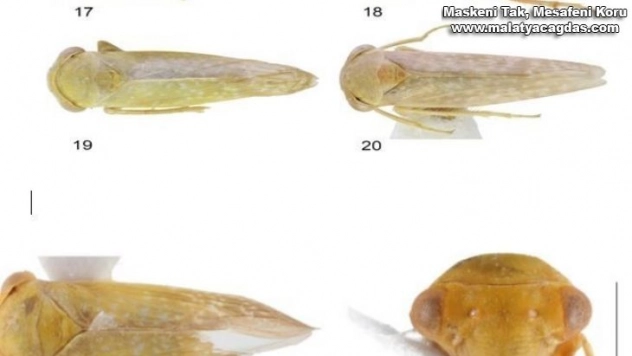 Bu böcek dünyada ikinci, Türkiye'de ilk defa Elazığ'da görüldü