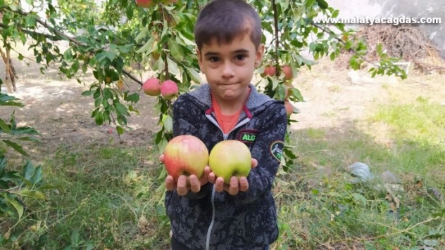 Bu elma tazeliğini aylarca koruyor