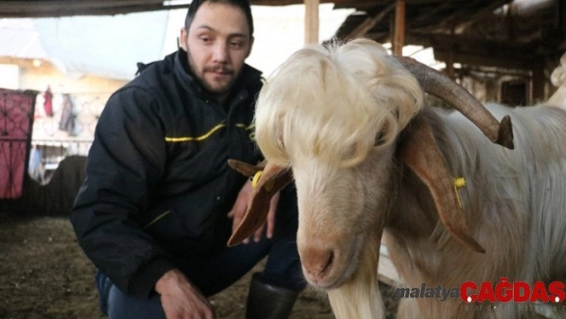 Bu keçileri görenler, kuaförden çıktıklarını düşünüyor