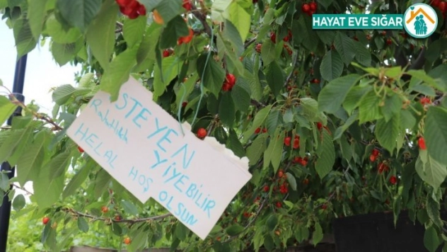 Bu kirazdan isteyen herkes yiyebilir