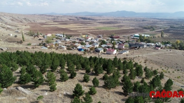 Bu köyde herkesin bir dikili ağacı var