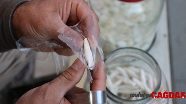 Bu sakız bir ay çiğnenebiliyor