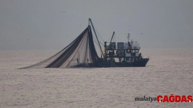 Bu sezon bol ancak istenilen irilikte olmayan hamsi için '1 yıl avlanmasın' önerisi