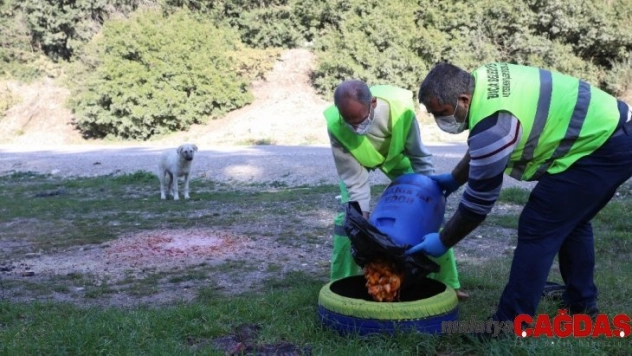 Buca Belediyesi ekipleri sokak hayvanlarını besledi