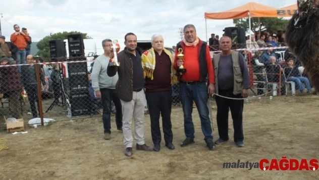 Burhaniye'de deve güreşlerini 10 bin kişi izledi