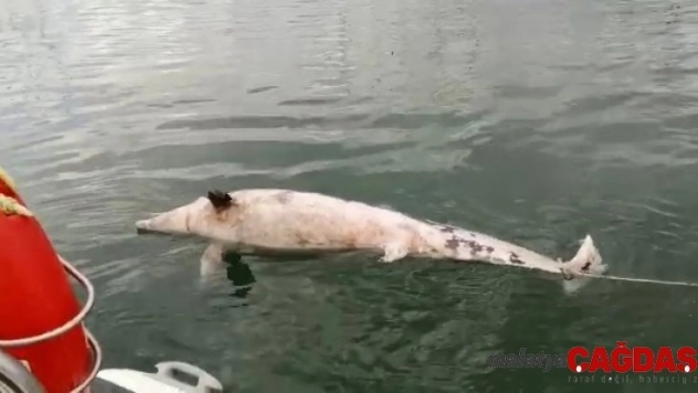 Bursa'da 300 kiloluk ölü yunus bulundu