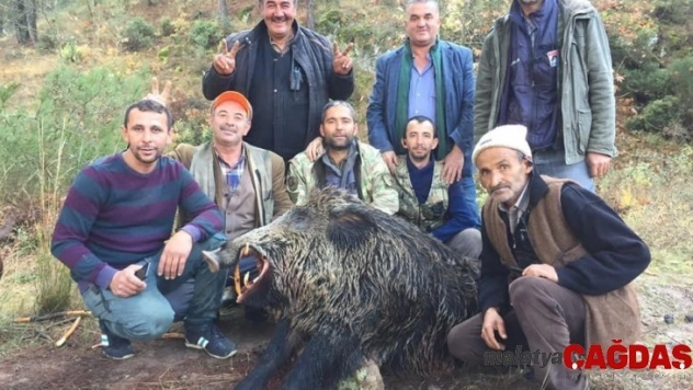 Bursa'da tarlalara dadanan 310 ve 252 kiloluk domuzları avladılar