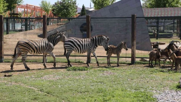 Büyükşehir Hayvanat Bahçesi'nde yeni doğan zebra ilgi odağı oldu