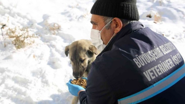 Büyükşehir'in ekipleri yaban hayatını korumak için doğaya yem bırakıyor