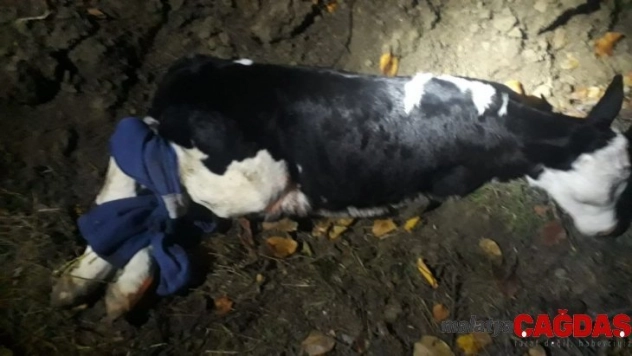 Buzağı hırsızları bekçilere yakalandı