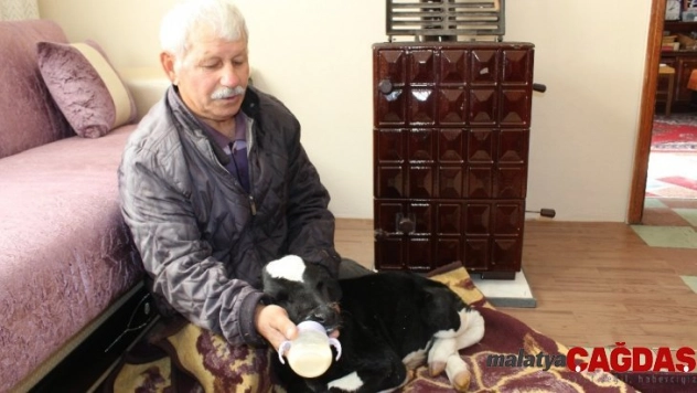 Buzağıyla aynı odada yaşıyorlar