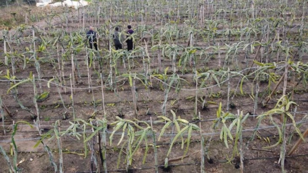 Buzla kaplanan ejder meyvelerini sislemeyle kurtardı