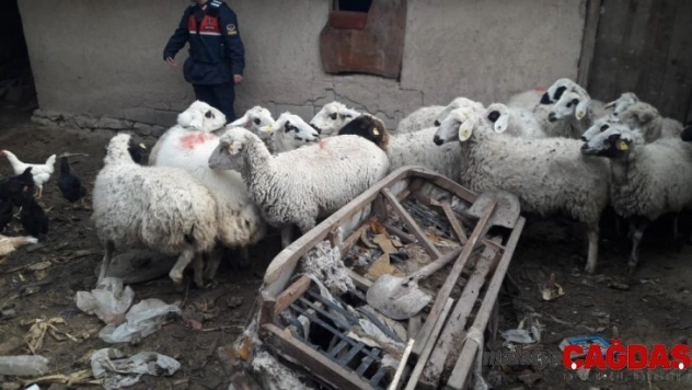 Çaldıkları koyunlarla yakalanan şüpheliler tutuklandı
