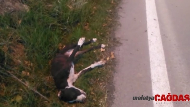 Can çekişen yaralı köpeği sürücüler araçlarına almak istemedi