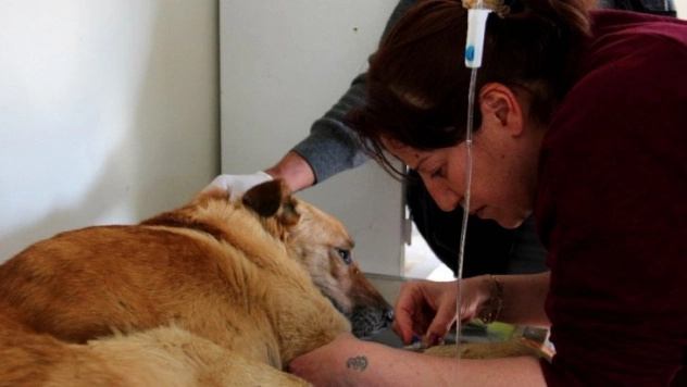 Çankaya Belediyesi 40 bin sokak hayvanını tedavi etti