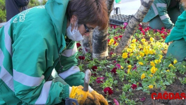 Çankaya parklarına 370 bin kışlık çiçek