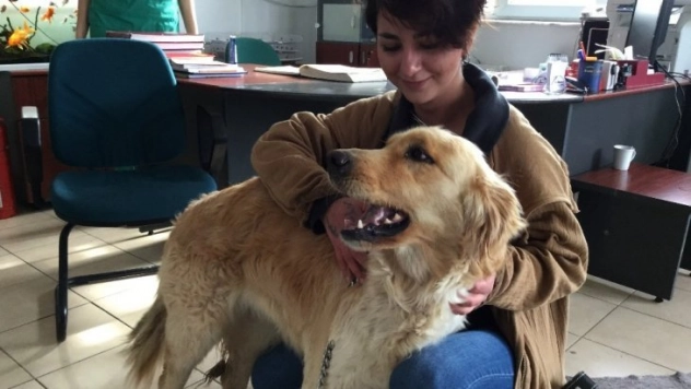 Çankaya, terk edilen hayvanlara sahip çıkıyor