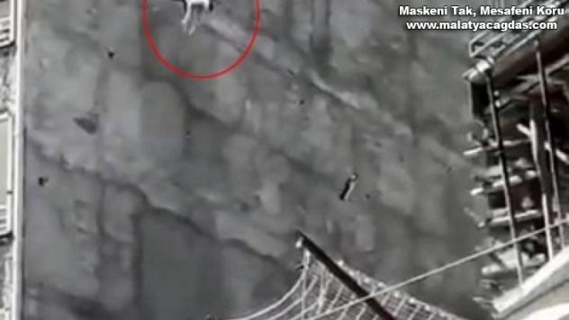 Çatıda mahsur kalan köpek yedinci kattan atladı