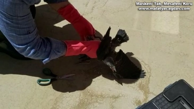 Çatıdan düşen yavru karga tedavi altına alındı