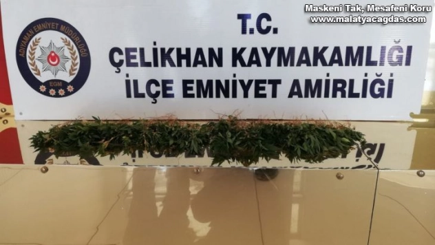 Çelikhan'da kenevir bitkisi ele geçirildi