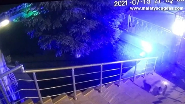 Cesur kedi apartmana girmek isteyen tilkiye böyle ders verdi