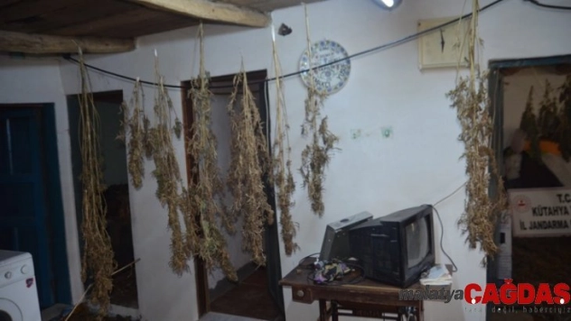 Cezaevindeki hükümlünün evinde kurutulmaya bırakılmış uyuşturucu bulundu