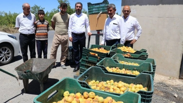 Kiraz dan ucuz kayısı fiyatına tepki