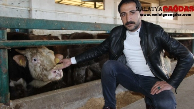 Çiftçilerden hayvanlarına küpe takılmadığı iddiası