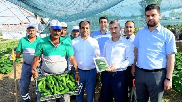 Çiftçilere 100 bine yakın sebze fidesi dağıtılacak